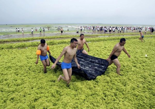 滸苔湧入，青島海水浴場變大草原 （組圖）