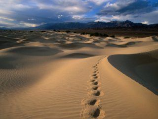 最古老生物3萬4千歲 啥都不做只呼吸(圖)