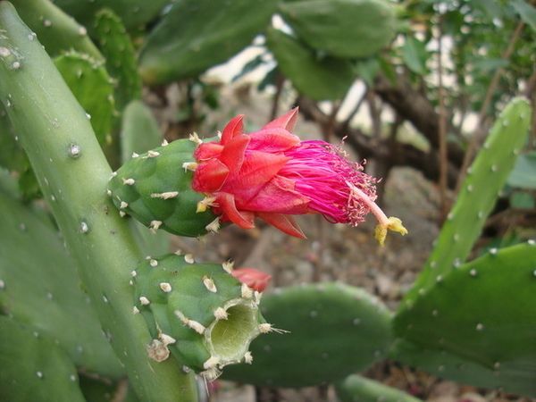 活到仙人掌的境界 (图）